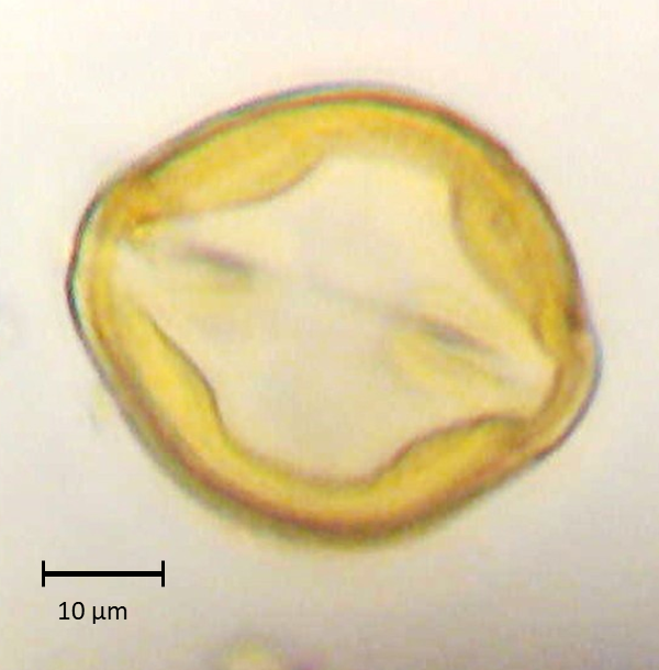 Ecuatorial 2