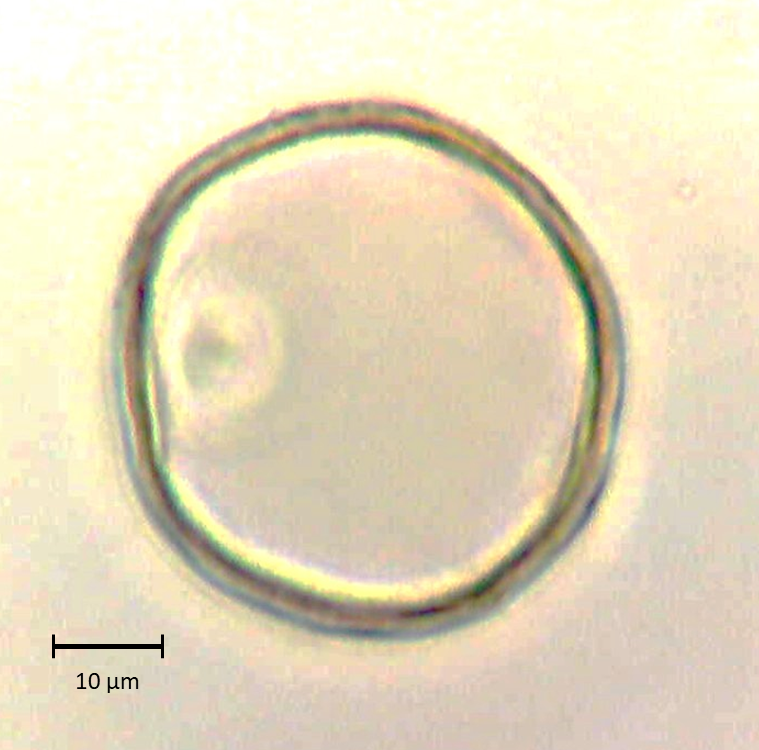 Cenchrus setaceus