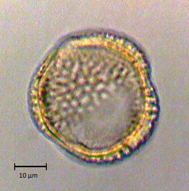 Ecuatorial 1