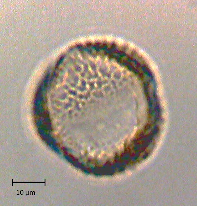 Ecuatorial 3