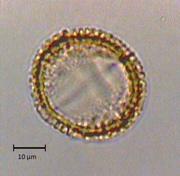 Ecuatorial 4