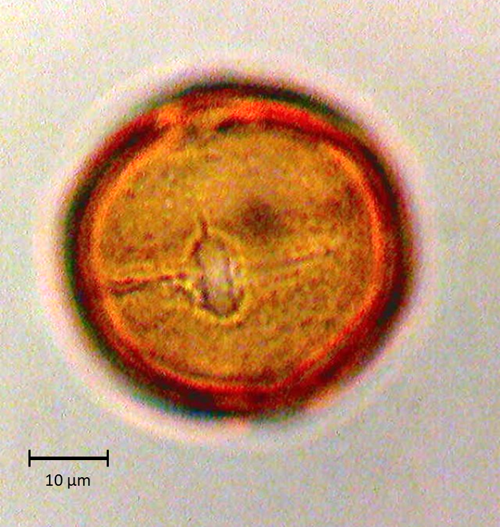 Ecuatorial 3