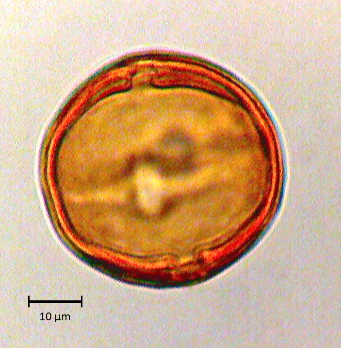 Ecuatorial 4