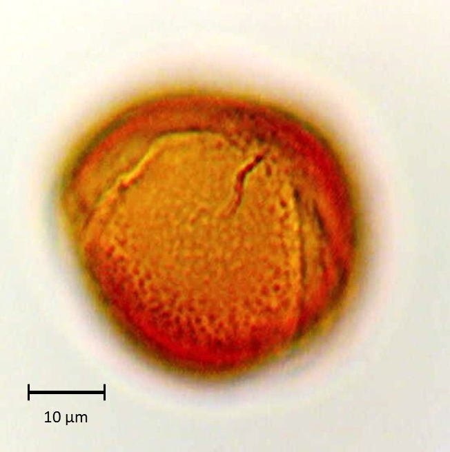 Spartium junceum