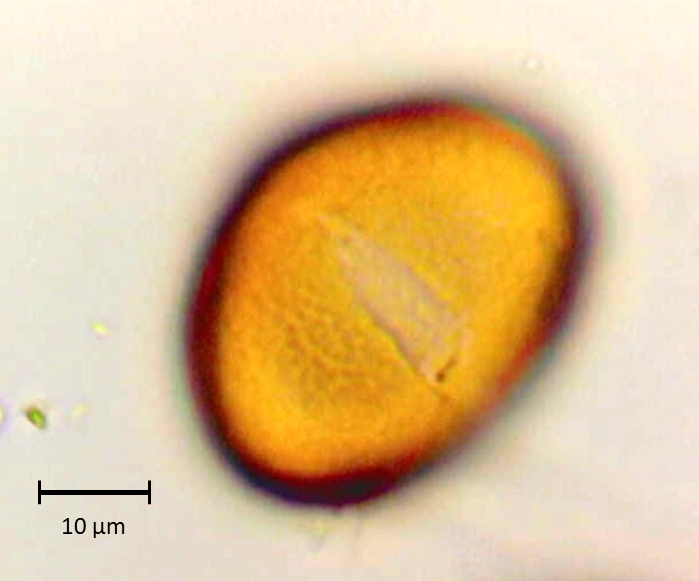 Ecuatorial 3