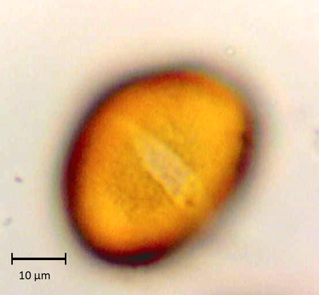 Ecuatorial 4