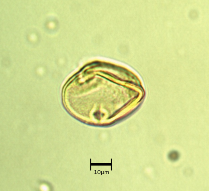 Ecuatorial 3