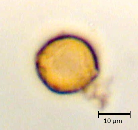 Ecuatorial 3
