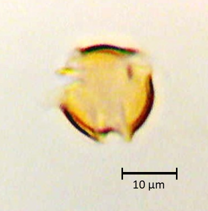 Polar 1