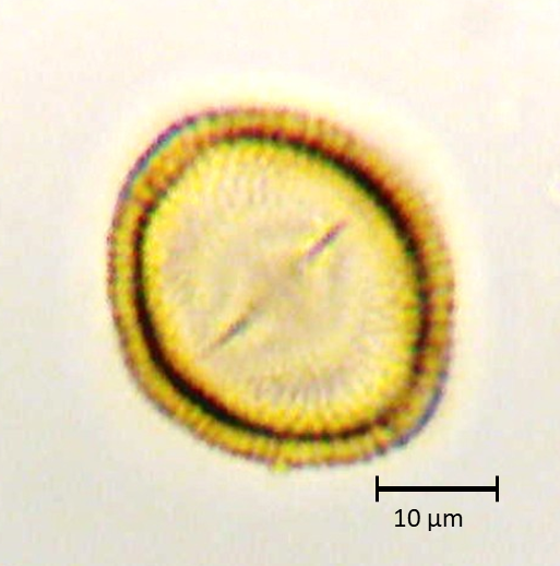Ecuatorial 2