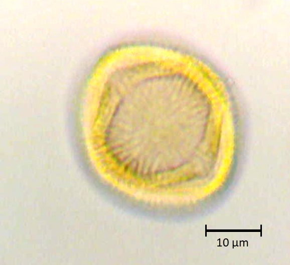 Ecuatorial 3