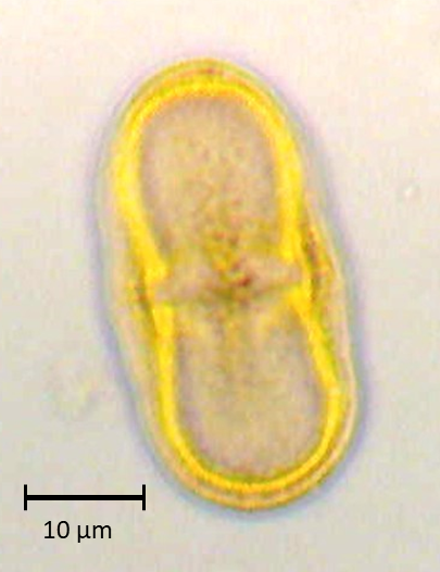 Ecuatorial 2