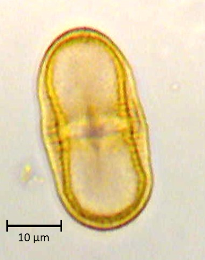 Ecuatorial 3