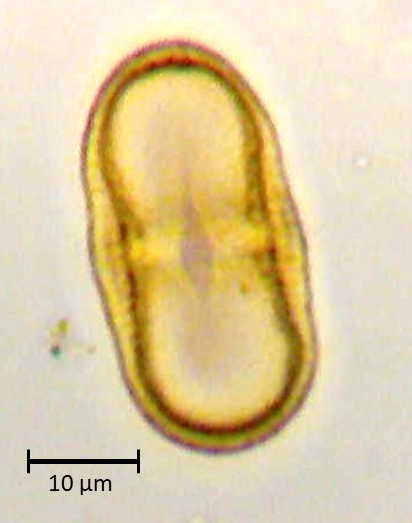Ecuatorial 4