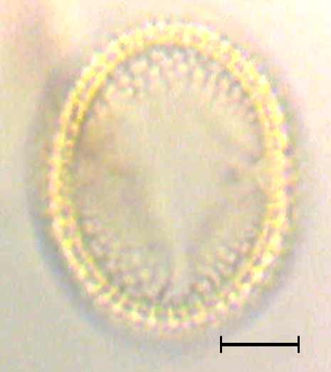 Parkinsonia praecox