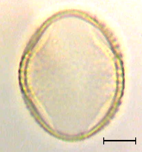 Ecuatorial 2