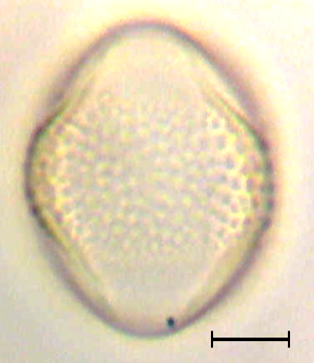 Ecuatorial 3