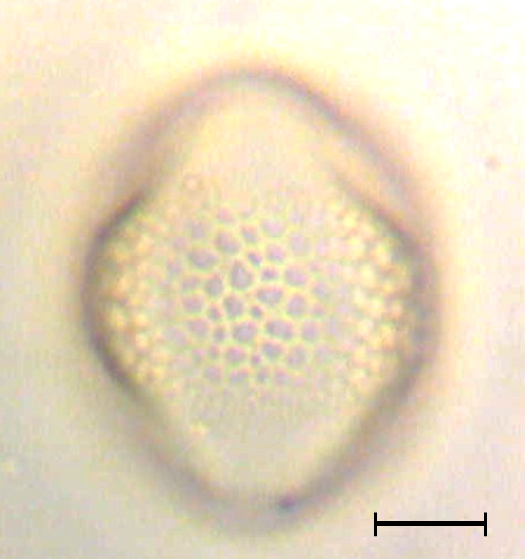 Ecuatorial 4