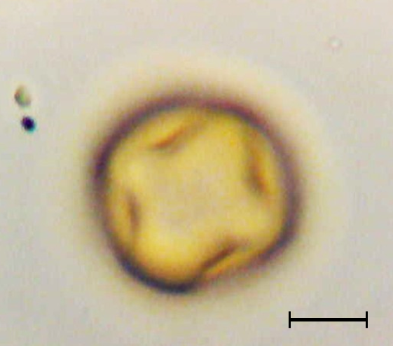 Ecuatorial 2