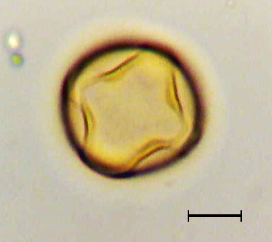 Ecuatorial 3