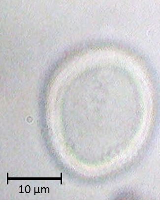 Platano orientalis