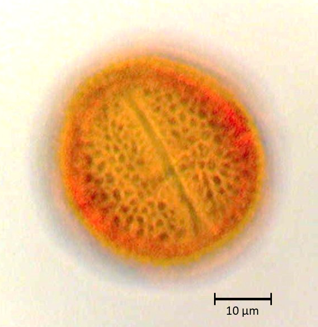 Citrus limon