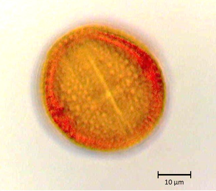 Ecuatorial 2