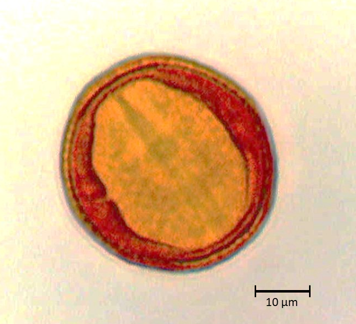 Ecuatorial 3