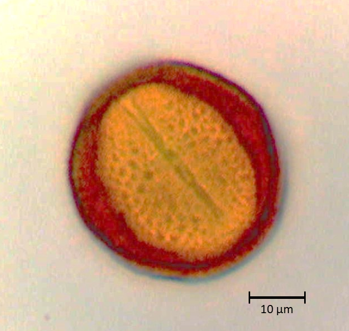 Ecuatorial 4
