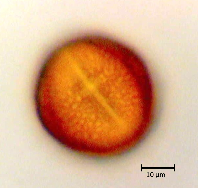Ecuatorial 5