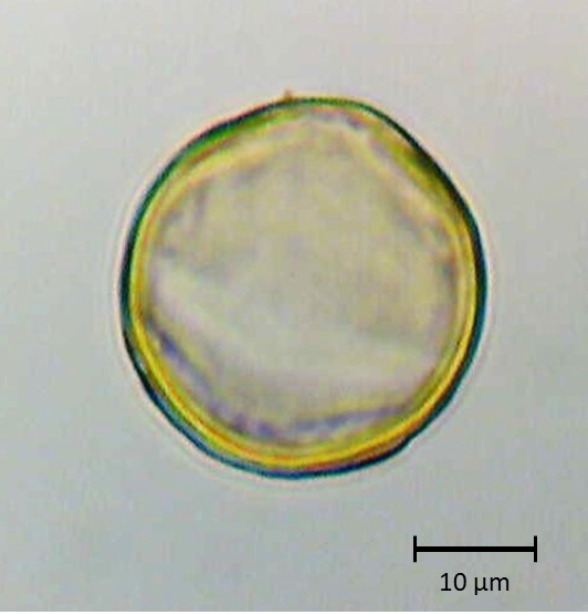 Robinia pseudoacacia