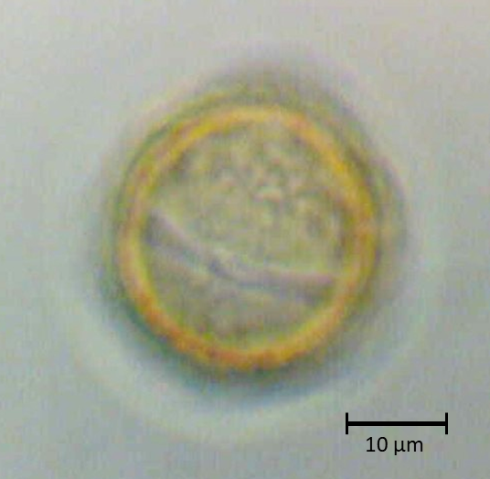 Ecuatorial 3