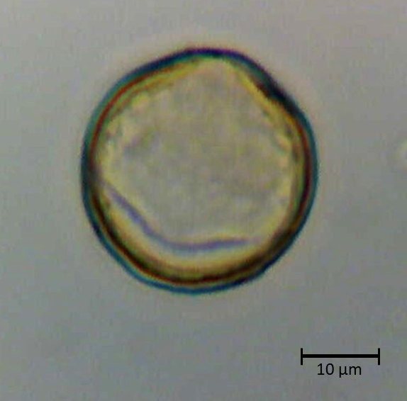 Ecuatorial 4