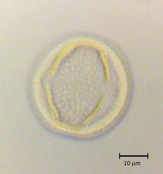 Ecuatorial 3