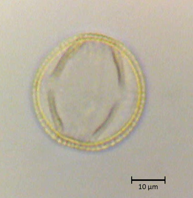 Ecuatorial 4