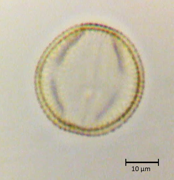 Ecuatorial 5