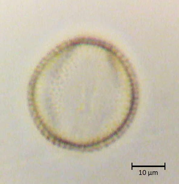Ecuatorial 6