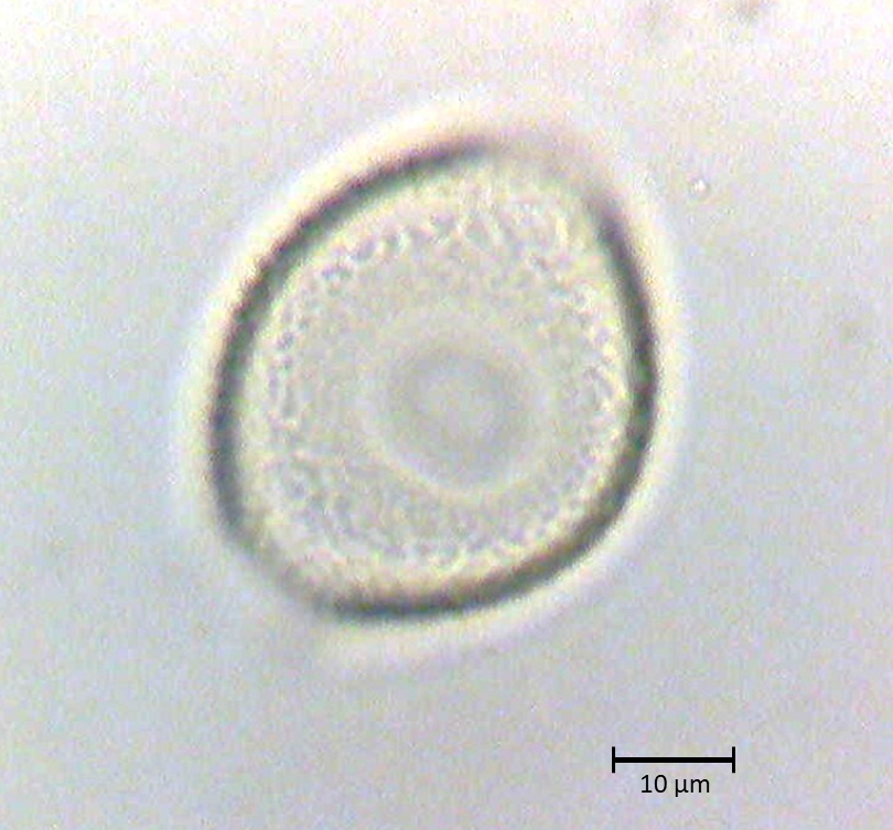 Ecuatorial 2