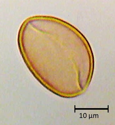 Phoenix sp.