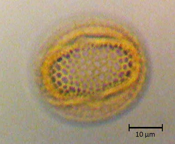 Parkinsonia praecox