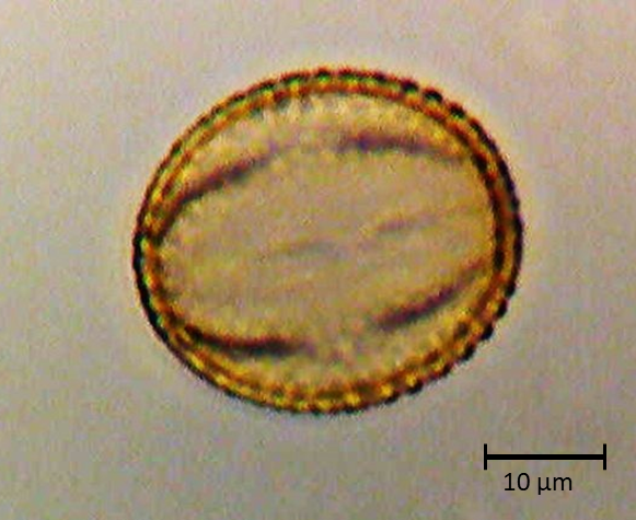 Ecuatorial 3