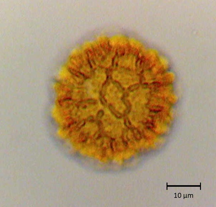 Ecuatorial 2