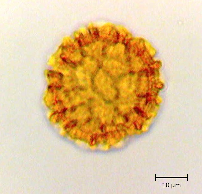 Ecuatorial 3
