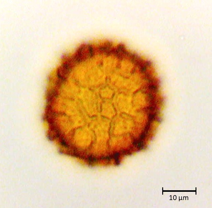 Ecuatorial 5