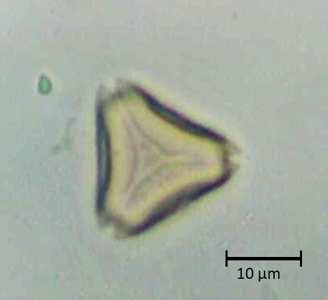 Ecuatorial 3
