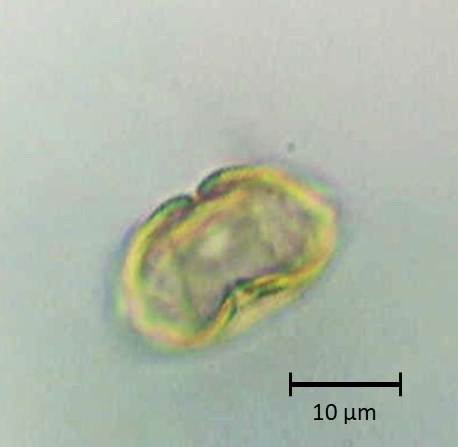 Polar 1