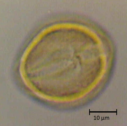 Lycium boerhaviifolium