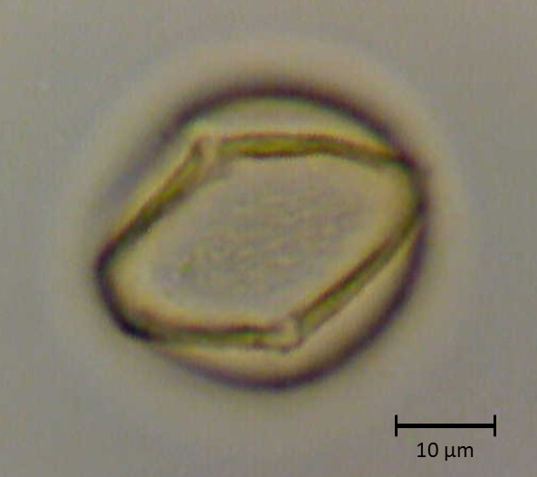 Ecuatorial 4