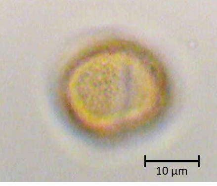 Tamarix gallica