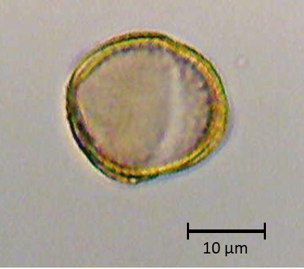 Ecuatorial 4